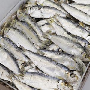 [동해청정] 깨끗한 디포리 건밴댕이 1.5kg 한박스