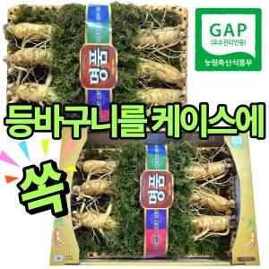 [GAP 인증 수삼] 6년근-5년근 인삼 등바구니 선물세트, 등바구니+자체제작 케이스+보자기 삼중포장, 추석 한가위 명절 선물, 이바지용 수삼 세트