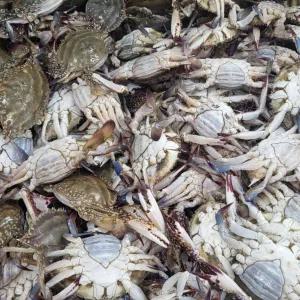 국산 생물 알배기 암꽃게 1kg(3~5미)