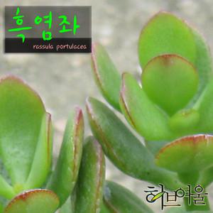 [허브여울다육] 흑염좌(염자) 지름 9cm소품화분 (상토와 마사만 사용한 건강한식물)