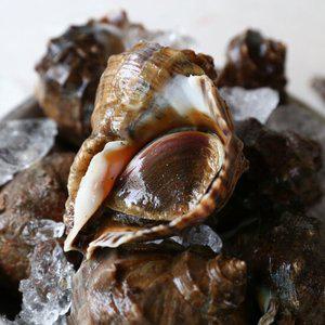 당일조업 태안에서 온 활 참소라 2kg(kg당 15미 내외)