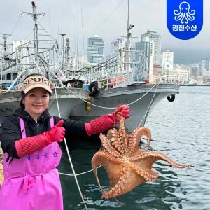 국내산 자연산 생물 통영 활 돌문어 생문어 제수용 1kg (1~3미)