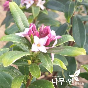 [나무인] 천리향 포트묘목