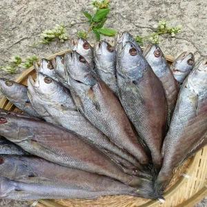 제수용 반건조 민어 3미 (340g/35cm내 부직포가방