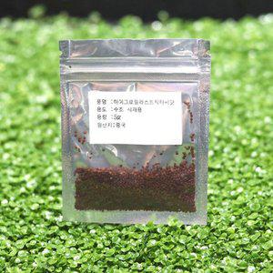 [기타]씨앗수초 하이그로필라스트릭타 5g