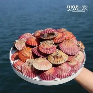 통영 제철 홍가리비 산지직송 3KG  75미내외)