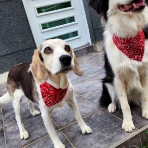 개스카프 고양이 반려동물 케이프 반다나 넥스카프 소형견 강아지 개 넥케이프 대형견 강아지반다나
