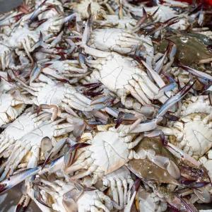 당일조업 서해 활 꽃게 2kg(8미 내외)