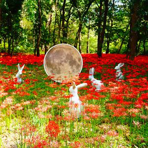 |충남| 09월 20일/출발유력/보령 /꽃무릇/성주산 자연휴양림/무궁화 수목원/대천해수욕장/태안 안면암/힐링여행