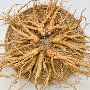 [데오인삼]국내산 인삼 미세척 500g (15-20뿌리)