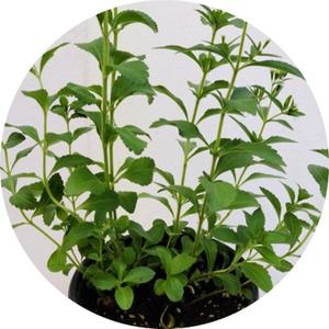 스테비아  stevia 설탕초 화분묘 포트화분 허브 야생화 3포트묶음