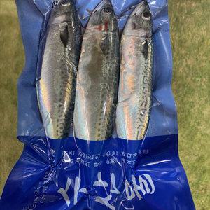 국내산 생물급냉 통고등어 3미(2kg 내외)