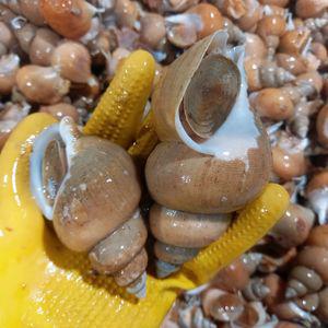 포항 백골뱅이 백고동 생물 급냉 통골뱅이 1kg