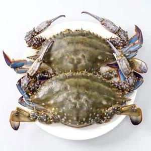 당일조업 수율보장 서해안 활숫꽃게 활꽃게 1kg 3-5미