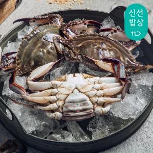[품질보장]더신선 태안 자연산 통통 활 꽃게 2kg 6-10미/신선도 UP빙장포장