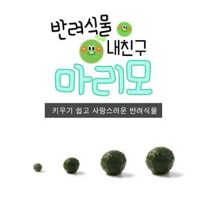 마리모/미니/소/중/대