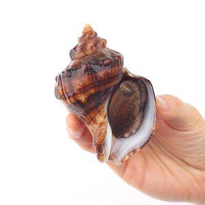 거제 자연산 삐뚤이소라 1kg