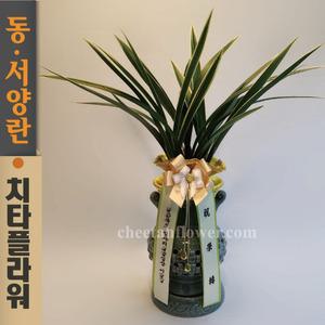 치타플라워 동양란 태양금 (dt08-A) 승진 개업 축하 난 동양난 영전 취임 생일 선물 화분 전국 꽃배달