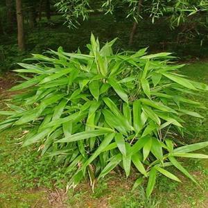 대나무(조릿대)수고70~80CM(분)대나무/조경수/정원수/묘목/A0903