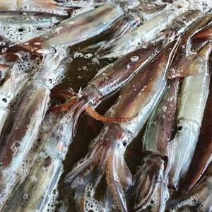통통하고 싱싱한 국산 초코오징어 1kg 2-4미