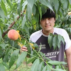 한밭골드 복숭아나무 묘목 접목 1년생 (특허품종) 황도 재배 수확 유실수