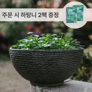 원형 수반 연꽃 돌확 재배 구피 화단 연못 도자기