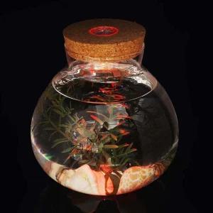 마리모 키우기 유리병 15x16cm 학교 뚜껑 반려식물