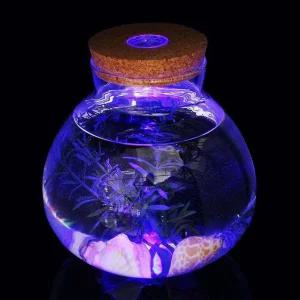 테라리엄 마리모 키우기 led 유리병 반려 식물