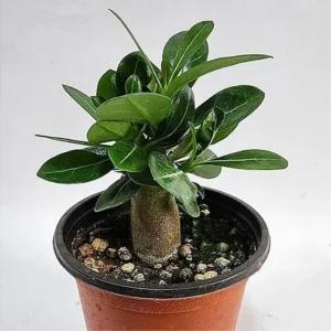 석화식물 사막의장미 미니바오밥나무 15cm 베란다정원