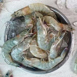 탱탱하고 신선한 제철 자연산 대하 1kg (30-40미내외)