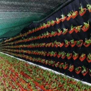 실내 정원 행잉 부직포 벽 화분 64 포켓 분갈이 벽걸이화분 벽걸이식물 벽면식물꾸미기 벽식물