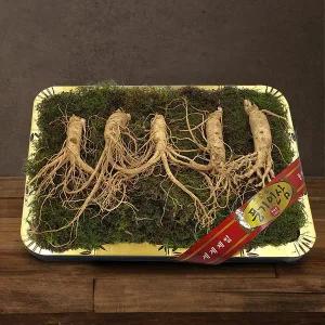[풍기인삼][9/19(금)순차출고][풍기인삼] 5년근 수삼 1채 750g (4-5뿌리)