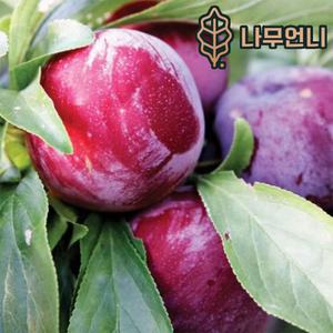 자두나무  대왕자두 푸룬 바이오체리 추휘 유실수 나무언니