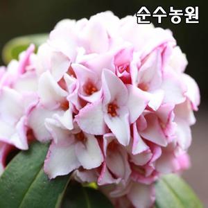서향나무 묘목, 천리향 키30~40cm/꽃나무/실내조경/향기