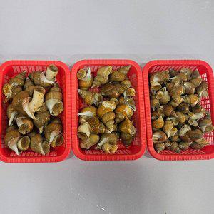 [장보리]연안 활 백고동 백골뱅이 1kg 특대