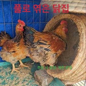 닭집 닭장만들기 닭둥지 닭산란통 만들기
