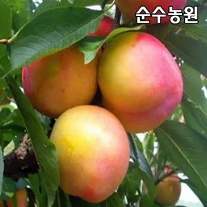 자두나무 묘목, 포모샤(포모사/후무사) 접목1년 뿌리묘 1개/유실수/과실수