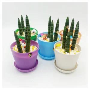 공기정화식물 다육이 스투키 화분 DIY키트 수업용 식물재배 원예DIY 텃밭세트 씨앗