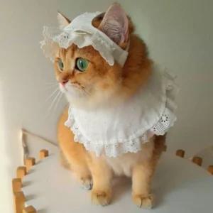 고양이 모자 케이프 화이트 레이스 세트 애견코스튬 강아지 펫소품 홈파티 의상 반려용품 패션