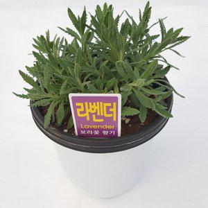 [미스터허브]15cm 중품 로즈마리 라벤더 레몬밤 구문초 허브 키우기 애플민트 식물