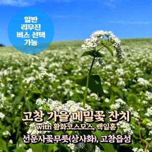 [전북] 고창 가을 메밀꽃 축제+선운사 상사화+고창읍성 당일여행 (일반/리무진버스) / 서울경기出