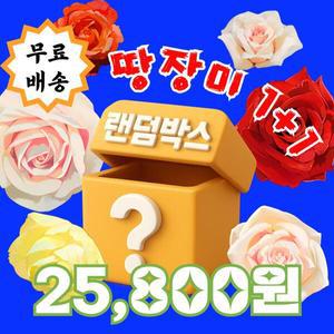 땅장미 1+1 사계 땅 줄 덩굴 덩쿨 장미꽃 묘목 정원장미 묘목