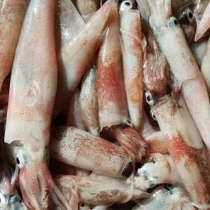 싱싱햇 국산 급냉 한치 통찜 냉동한치 500g