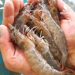 국내산 태안 살아있는 생새우 활새우 1kg 회 소금구이 당일조업 [원산지:국산(전라남도 신안)]