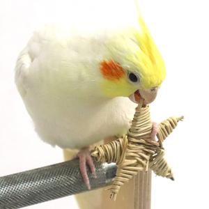 라탄별 앵무새 장난감 뜯기 입질 놀이 훈련 용품 천연재료 자연주의 DIY 재료 스트레스 해소 운동효과 01442