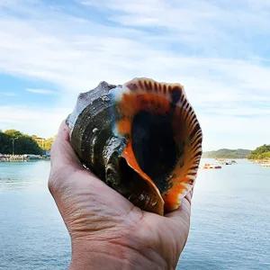 고흥 자연산 참소라 2kg (대사이즈,6-12미)