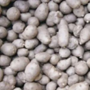 채소 산마 참마 단마 씨앗 작물 품종 채소 종자 500g (WFHVNW3)