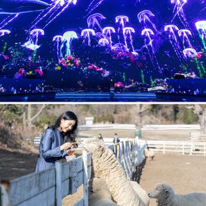 [제주] 노형수퍼마켓+양떼목장 입장권 / 실내관광지 미디어아트 제주동물원