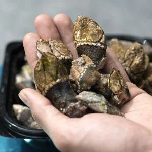 국산 급랭 거북손 500g