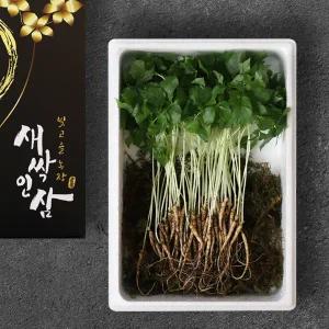 [롯데백화점]인정식탁 맘스호미 새싹인삼 실속 50뿌리 (개당 20cm 내외)